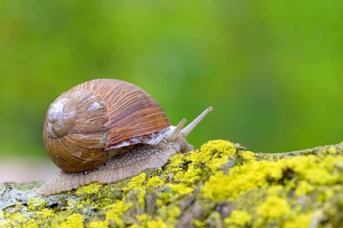 Burgundy snail (Helix pomatia) crawls over yellow lichens