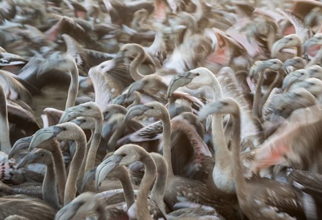 Captured immature Greater Flamingos (Phoenicopterus roseus) which will be ringed and go through a medical check