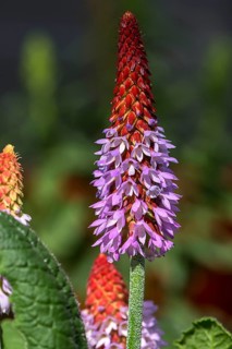 Orchid primrose (Primula vialii)