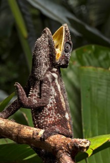 Parson's chameleon (Calumma parsonii