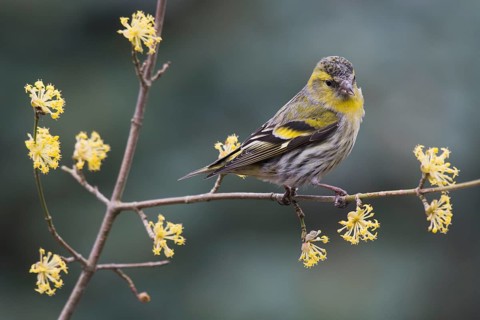Eurasian siskin (Carduelis spinus)