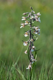 Marsh Helleborine (Epipactis palustris)