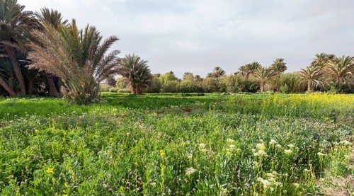 Palm trees and blooming meadow