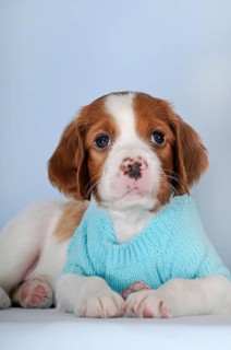 Irish Red and White Setter