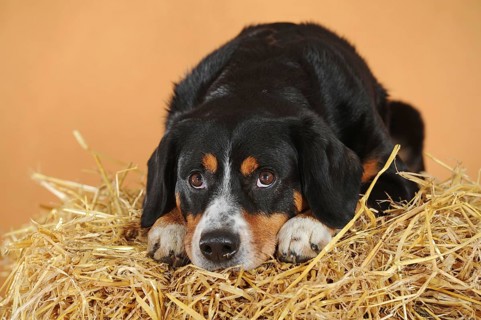 Entlebuch Mountain Dog