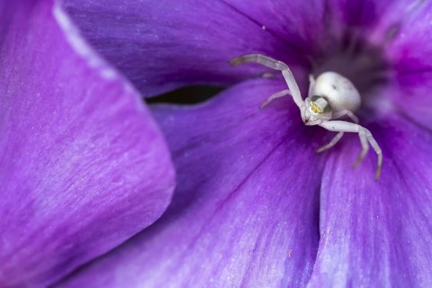 Goldenrod crab spider (Misumena vatia) in purple flower