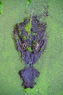 American alligator (Alligator mississippiensis)