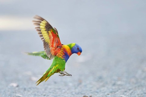 Rainbow lorikeet (Trichoglossus moluccanus) landing