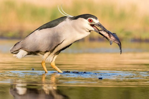 Black-crowned night heron (Nycticorax nycticorax) with fish in the beak