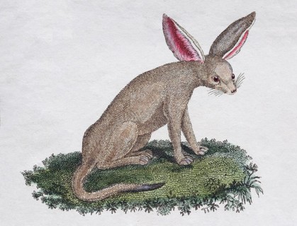 Fennek (Fennecus arabicum)