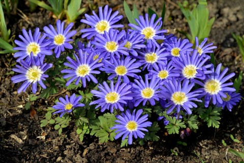 Grecian windflower (Anemone blanda)