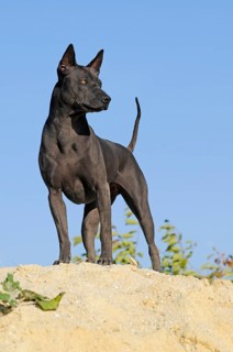 Thai Ridgeback