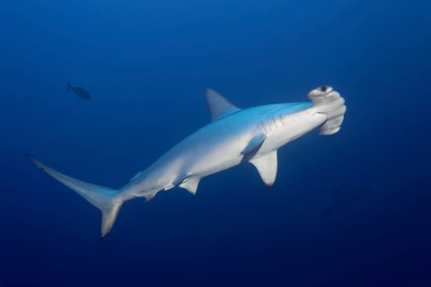 Scalloped Hammerhead (Sphyrna lewini) swims in the open sea