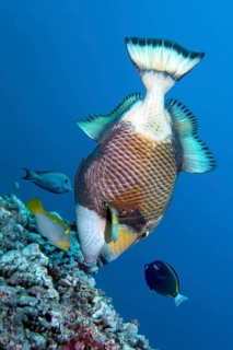 Three coral fish encircle titan triggerfish (Balistoides viridescens) and benefit from its foraging
