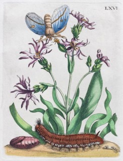 Dwarf cuckoo flower (Lychnis flos-cuculi Nana)