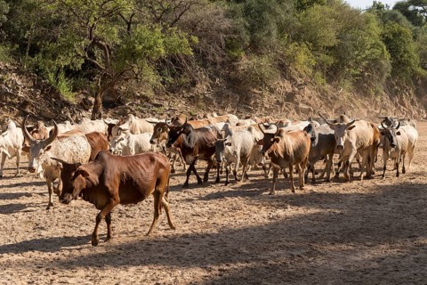 Cattle herd of the Hamer runs in dry river