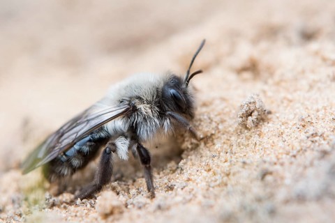 Ashy mining bee (Andrena cineraria)