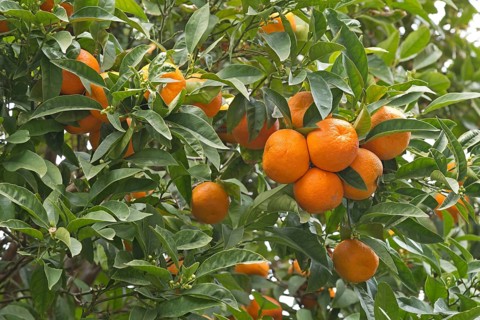 Orange tree