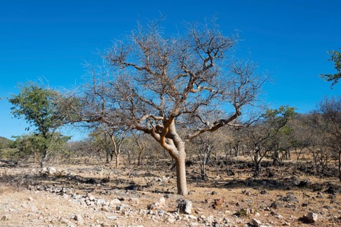 Guggal (Commiphora wightii) in barren landscape