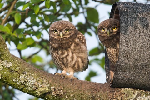 Young Little owls (Athene noctua)