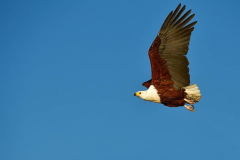 African Osprey (Pandion haliaetus) in flight on blue sky