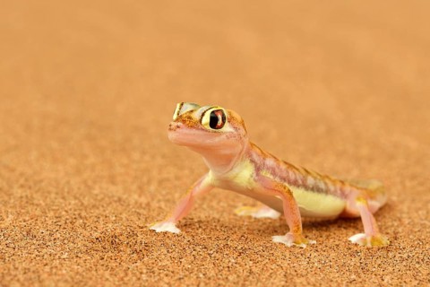 Palmato gecko