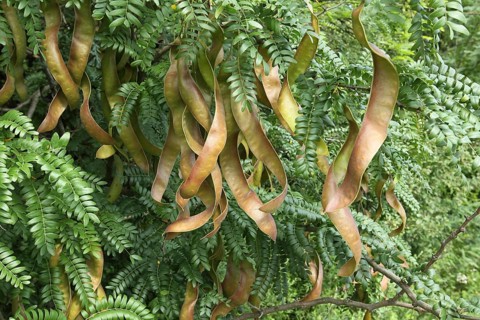 Carob tree (Ceratonia siliqua)
