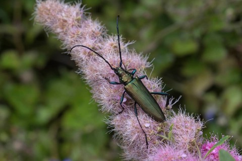 Musk beetle (Aromia moschata) on flower of willow-leaved spirea shrub(Spiraea salicifolia)