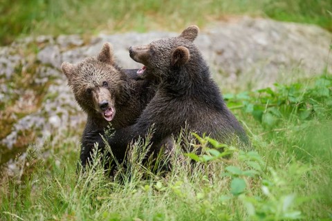 Close-up of two Eurasian brown bear (Ursus arctos arctos)