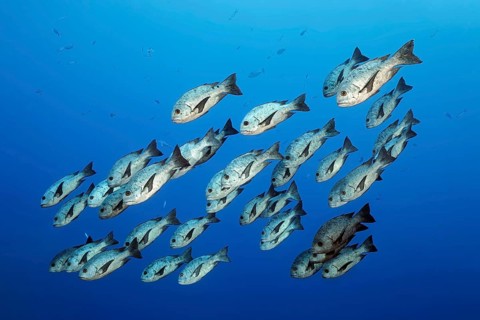 Swarm Black-White Snapper or Black and white snapper (Macolor niger) swimming in the open sea