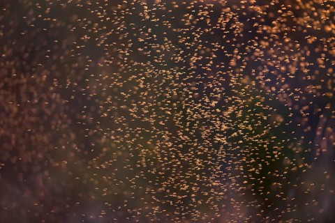 Dancing mosquitoes against the light at a river in Saxony-Anhalt
