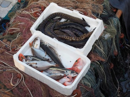 Freshly caught fish and moray eels