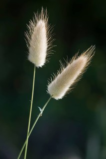 Hares tail grass (Lagurus ovatus)