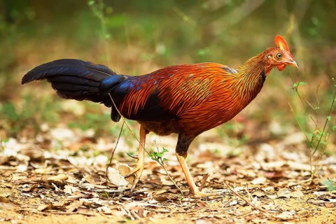 Sri Lankan junglefowl (Gallus lafayetii)