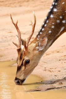Chital (Axis axis)