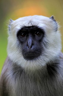 Northern plains gray langur (Semnopithecus entellus)