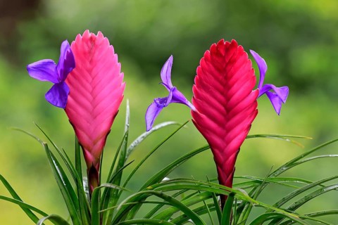 Blue tillandsia (tillandsia cyanea)
