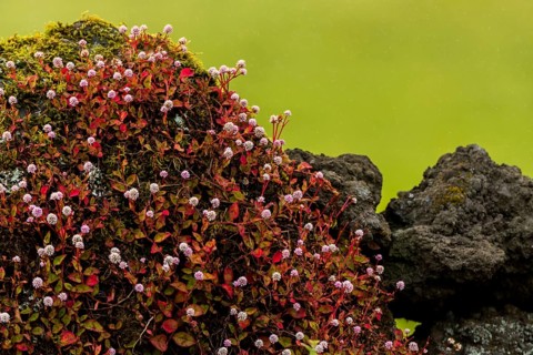Pink-headed persicaria (Persicaria capitata) on lava stone