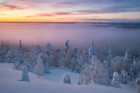 Fog over snowy trees at sunset