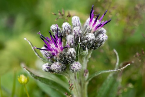 Alpine Saw-wort (Saussurea alpina)