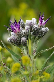 Alpine Saw-wort (Saussurea alpina)