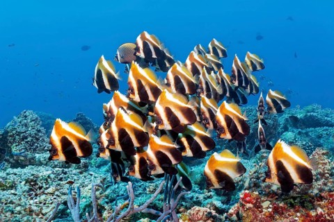 Fish swarm phantom bannerfish (Heniochus pleurotaenia) Indian Ocean