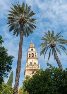 Church tower between palm trees