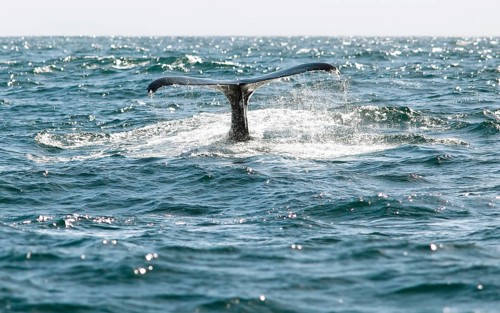 Fluke or tail fin