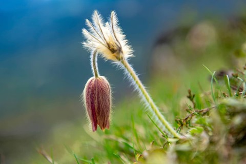 Alpine pasqueflower (Pulsatilla alpina)