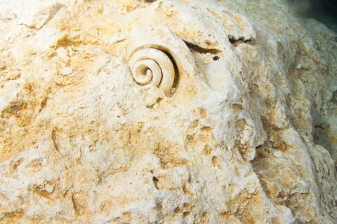 Fossils