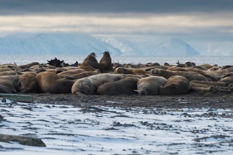 Walruses (Odobenus rosmarus)