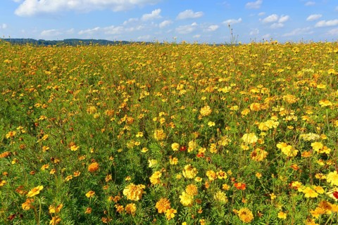 Yellow Marigolds (Tagetes) as green manure on a field