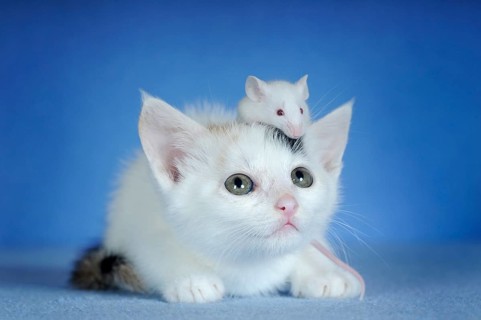 Kitten