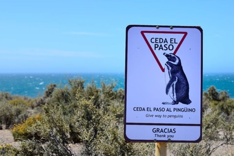 Shield Beware of Penguins